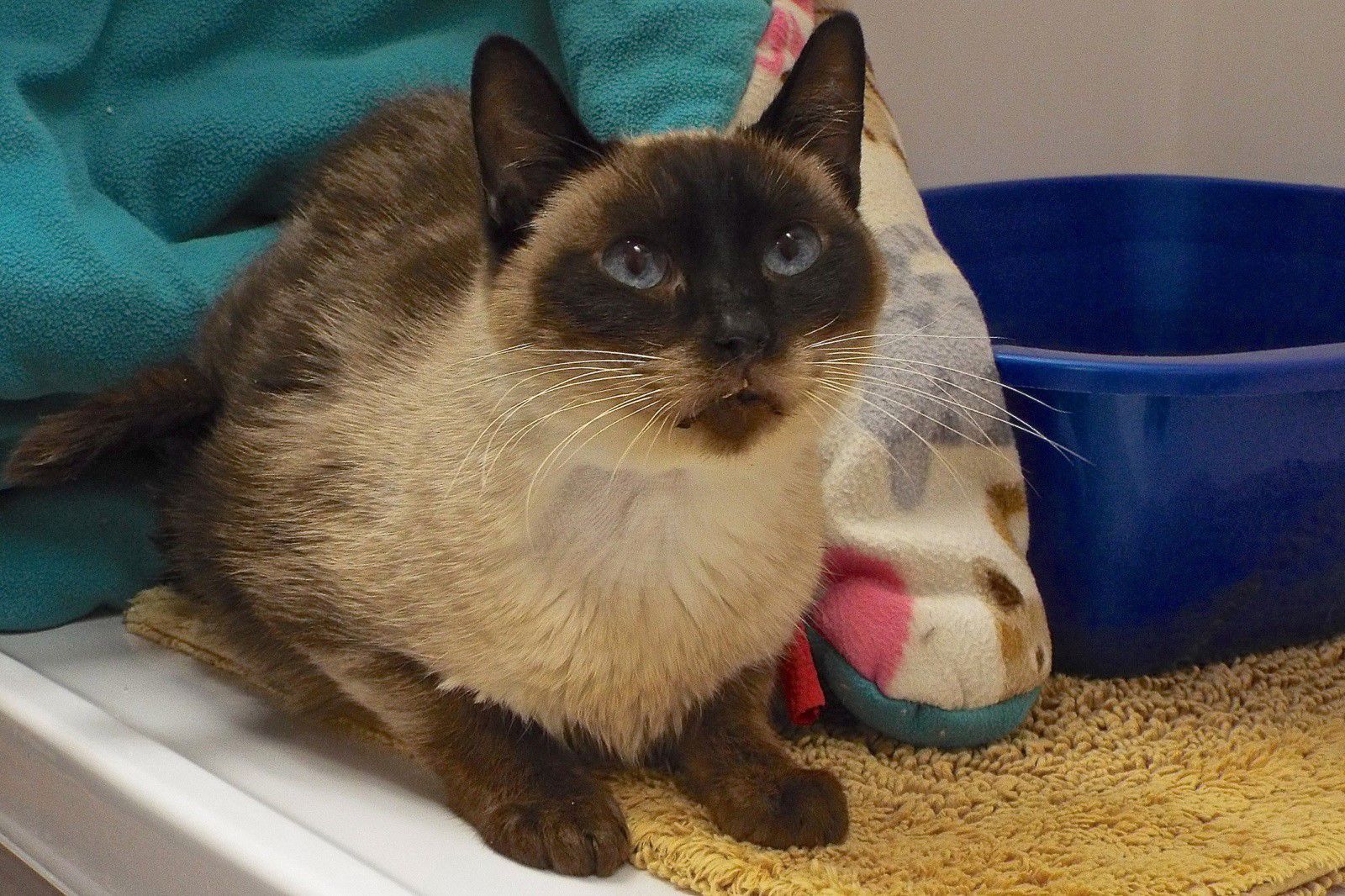 Adopt a fiend: Romeo